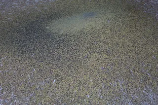 谷壳、咖啡、脱粒、谷物、玉米壳、谷壳、谷物套、套筒