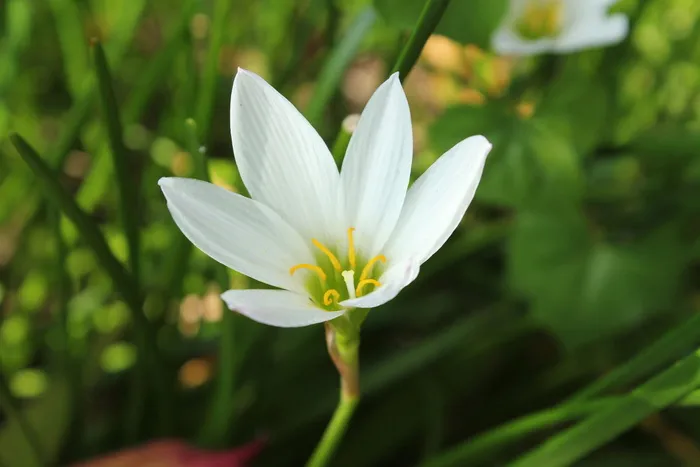 白花，花，花，单瓣，花，单瓣白花，单瓣，背景，小花