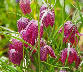 方格的, 鲜花, 方格的, 春天, 4 月, 自然, 植物, 季节