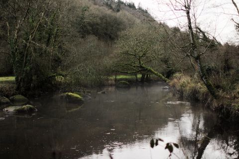 法国，布列塔尼，树木，森林，河流，水，树木，植物