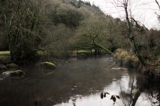 法国，布列塔尼，树木，森林，河流，水，树木，植物