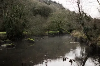 法国，布列塔尼，树木，森林，河流，水，树木，植物