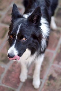 捷克，米库洛夫，边境牧羊犬，边境牧羊犬，狗，美味，舔