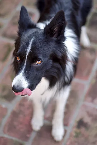 捷克，米库洛夫，边境牧羊犬，边境牧羊犬，狗，美味，舔