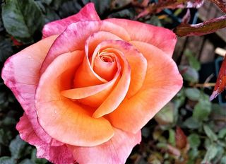 玫瑰，花朵，花朵，植物群，花园，开花植物，花瓣，自然之美