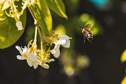 蜜蜂,昆虫,动物,花,植物,花瓣,开花植物,野生动物 蜜蜂,昆虫,动物,花,植物,花瓣,开花植物,野生动物