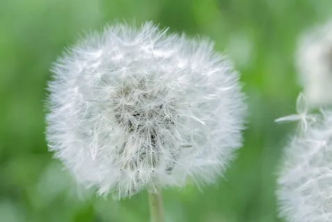 白蒲公英 白蒲公英
