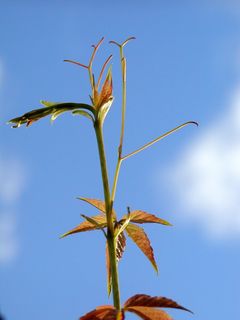 葡萄，葡萄藤，天空，蓝色，秋天，早晨，发芽，植物