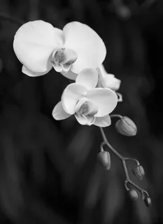 花,兰花,开花,鳞茎,开花,植物,生长,白花 花,兰花,开花,鳞茎,开花,植物,生长,白花