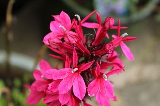 紫色花朵，紫色花朵，一年生植物，园艺，花卉，自然，植物，花瓣