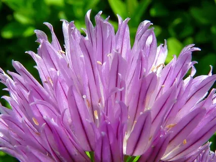 韭菜，开花，开花，药草，有限，药草有限，厨房香料，紫色