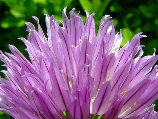 韭菜，开花，开花，药草，有限，药草有限，厨房香料，紫色