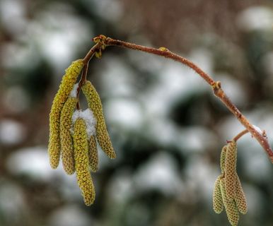 欧洲榛子、树枝、灌木、花园、榛子、榛子、观赏植物、花卉