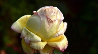 玫瑰，褪色，短暂，秋天，开花，开花，花，黄色