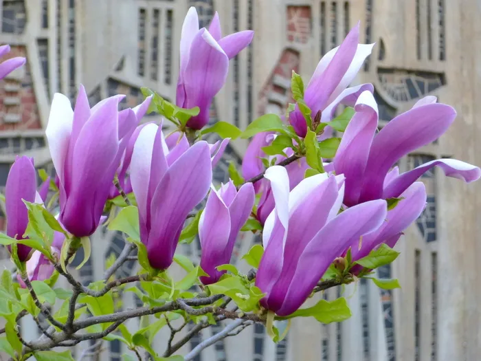 匈牙利、promo、spring、magnolia、flower、紫色、开花植物、植物