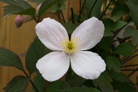 铁线莲、匍匐植物、多年生植物、藤架植物、园林植物、植物、开花植物、花卉 铁线莲、匍匐植物、多年生植物、藤架植物、园林植物、植物、开花植物、花卉