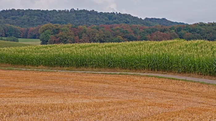 干旱，书，热，书死，缺水，干旱期，干旱，田地