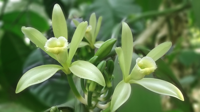 选择性，聚焦摄影，白色，花瓣花，香草花，香草，黄色，花园