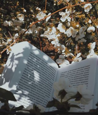 植物，花，花，书，花瓣，文字，盆栽植物，花瓶