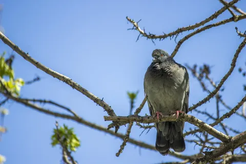 鸟，自然，栖息，鸽子，树，动物，动物主题，野生动物