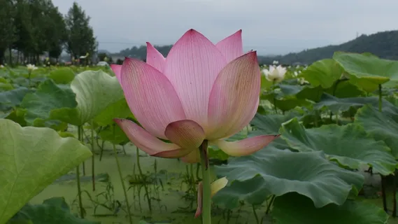 荷花,池塘,乡村,安静,纯净,睡莲,植物,开花植物 荷花,池塘,乡村,安静,纯净,睡莲,植物,开花植物