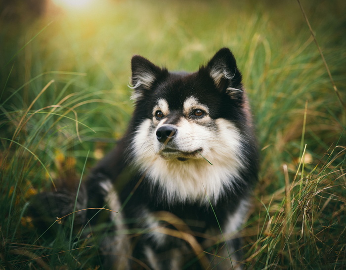 坐在草地上的黑白芬兰拉普芬犬