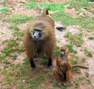 mono、猿、猕猴、动物、繁殖、非洲、哺乳动物、动物主题