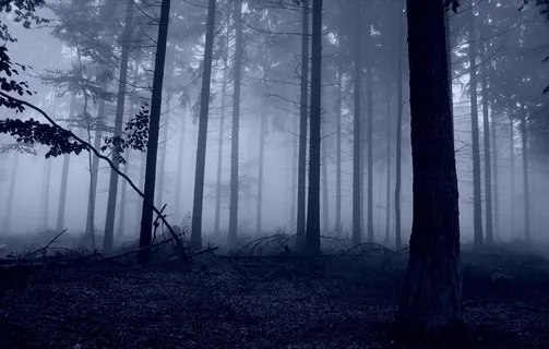 夜，黑暗，黄昏，大地，壮丽，树木，森林，植物