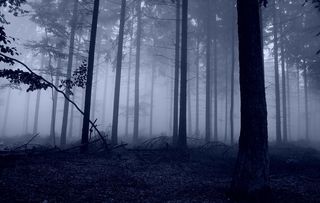 夜，黑暗，黄昏，大地，壮丽，树木，森林，植物