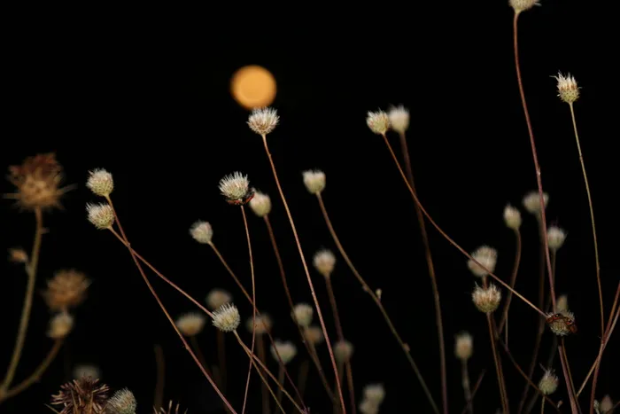 夜，月，满月，天空，植物，黑暗，自然，生长