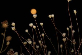 夜，月，满月，天空，植物，黑暗，自然，生长