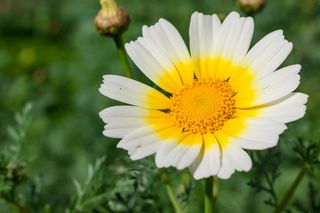 希腊, 阿利莫斯, 帕尼山, 花, 植物, 春天, 自然之美, 非城市场景