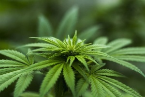 特写照片，大麻，药草，大麻，植物，cab，大麻素，内源性大麻素系统