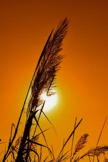芦苇、太阳、日落、阴影、轮廓、自然、下午、天空 芦苇、太阳、日落、阴影、轮廓、自然、下午、天空