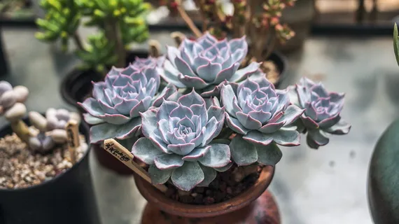 绿色多汁植物，花，植物，开花植物，新鲜，特写，关注前景，自然之美