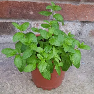 薄荷植物,盆栽,薄荷,植物,草本,有机,薄荷醇,生长 薄荷植物,盆栽,薄荷,植物,草本,有机,薄荷醇,生长
