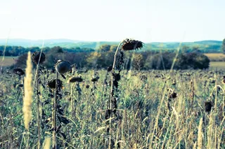 太阳花，自然，花，景观，褪色，葡萄酒风格，田地，向日葵