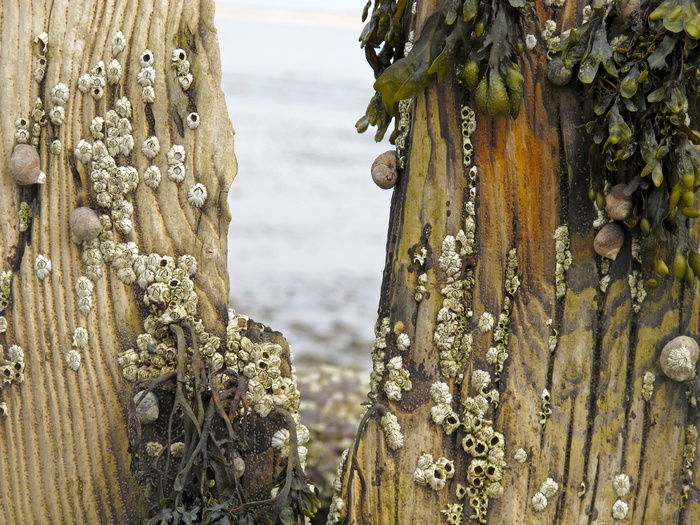 groynes，海，海滩，北海，藤壶，蜗牛，聚焦前景，白天