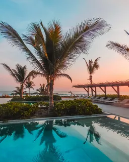 白天游泳池附近的棕榈树