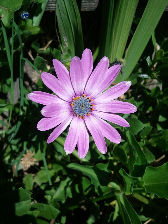 骨精属，自然，花，丁香，紫罗兰，非洲雏菊，海角雏菊，脆弱