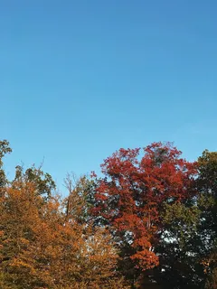 克罗地亚,萨格勒布,帕克·马克西米尔,森林,十月,墙纸,iphone,秋天 克罗地亚,萨格勒布,帕克·马克西米尔,森林,十月,墙纸,iphone,秋天