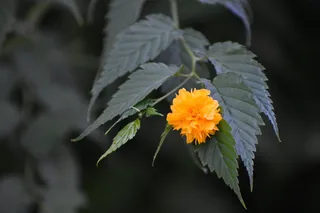 花，黄色，开花，自然，植物，花园，夏天，花瓣