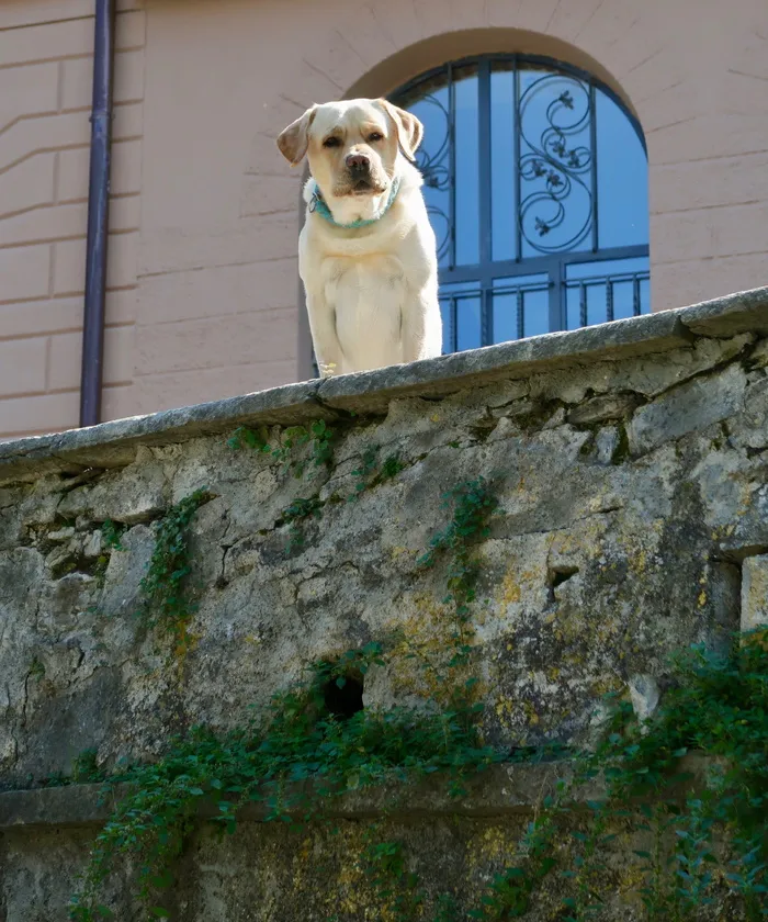 看门狗，主管，狗，手表，警卫，动物，好奇，注意力