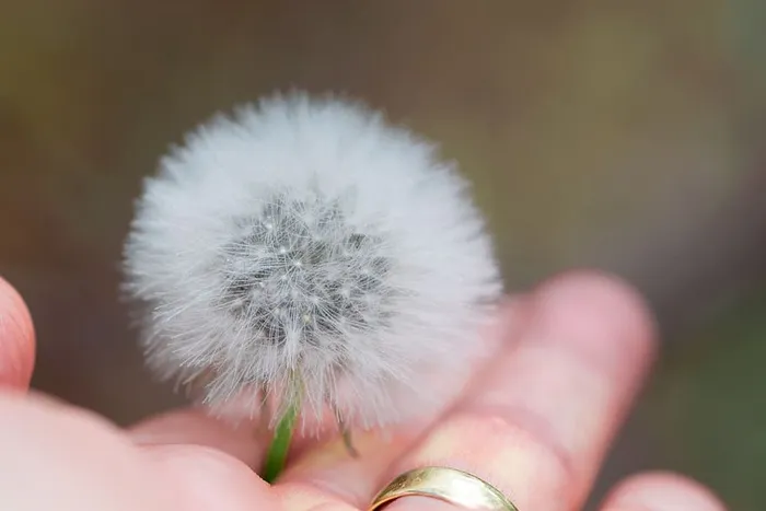 手持蒲公英花的人