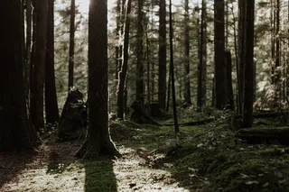 白天是棕色的树