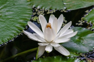睡莲，池塘，花朵，花朵，花朵，自然，水，植物