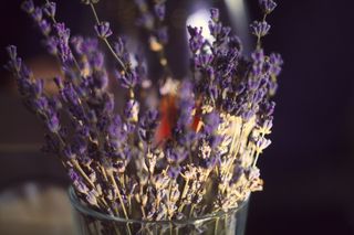 太阳, 光, 微距, 散景, 里面, 花, 紫罗兰色, 紫色