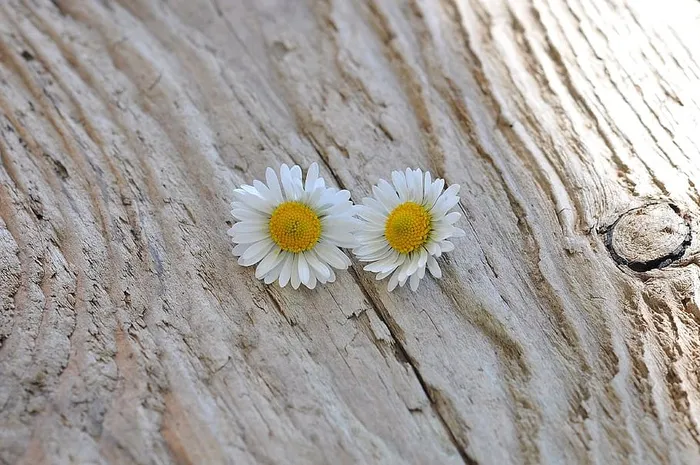 雏菊，成对，白色，花，木头，自然，花，植物