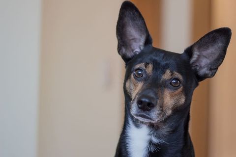 狗，动物，杂种，可爱，头，毛皮，注意，宠物