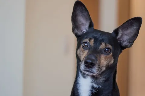 狗，动物，杂种，可爱，头，毛皮，注意，宠物